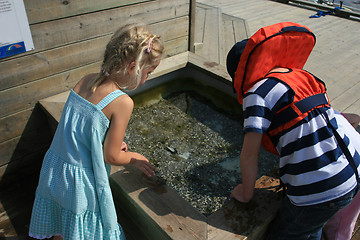 Image showing Fishing crabs