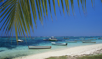 Image showing Palm tree and lagoon at Bain Beauf beach