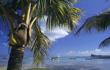 Image showing Palm treeb trunk at Bain Beauf beach