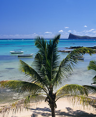 Image showing Palm tree and lagoon Mauritius Island