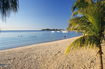 Image showing Palm tree and beach Mauritius Island