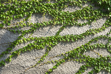 Image showing climbing plant