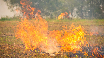 Image showing Wildfire