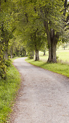 Image showing forest way