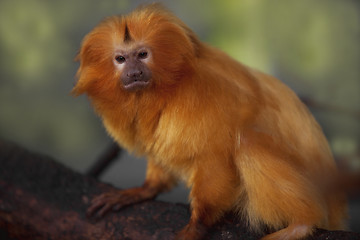 Image showing Golden Lion Tamarin