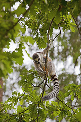 Image showing Lemur