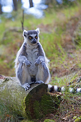 Image showing Lemur