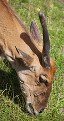 Image showing Common Eland