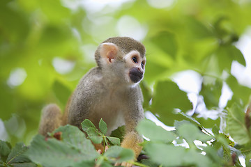 Image showing Common squirrel monkey