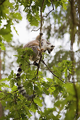 Image showing Lemur