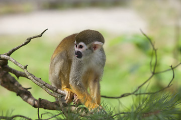 Image showing Common squirrel monkey