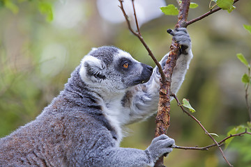 Image showing Lemur