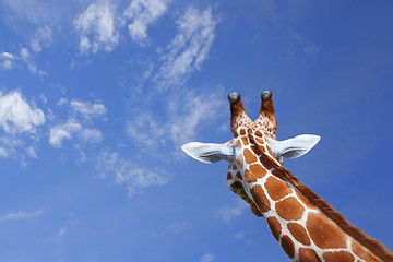 Image showing Giraffe