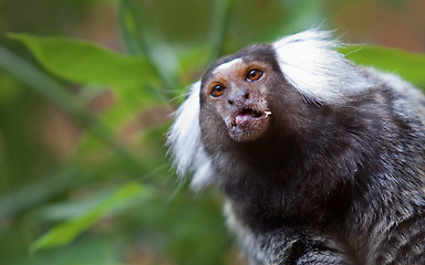 Image showing Common Marmoset