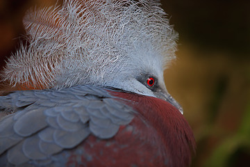 Image showing Southern Crowned Pigeon