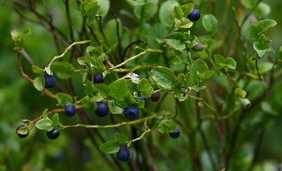 Image showing Blueberry bush