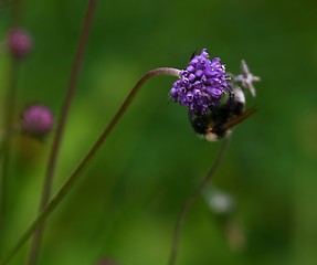 Image showing Bumblebee on a flower