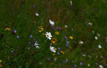 Image showing Summer flowers