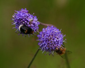 Image showing Bumblebee and bee feeding