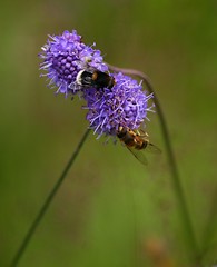 Image showing Bumblebee and bee feeding