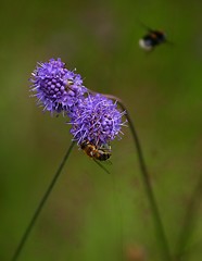 Image showing Bee feeding of a flower