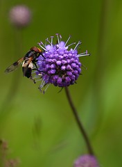 Image showing Fly on a blue flower