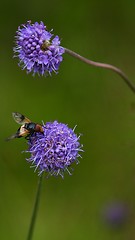 Image showing A fly on a blue flower