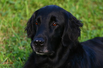 Image showing Flat coated retriever