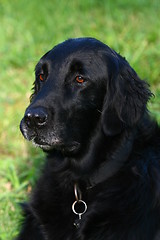 Image showing Flat coated retriever