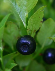 Image showing Blueberry