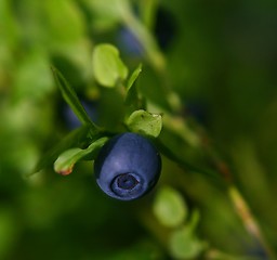 Image showing Blueberry