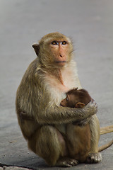 Image showing Monkey in Lopburi of Thailand