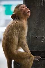 Image showing Monkey in Lopburi of Thailand