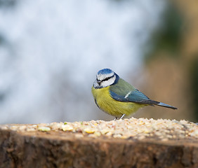 Image showing Blue Tit on seed table 