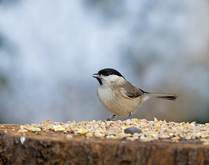 Image showing Marsh Tit with seed