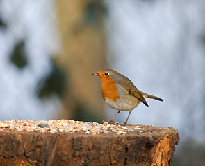 Image showing Robin with seed