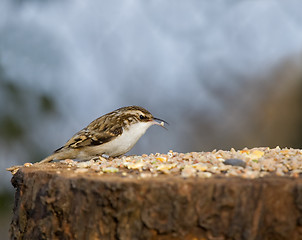 Image showing Treecreeper on Table