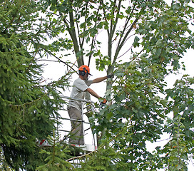 Image showing Tree cutting 1 