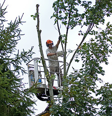 Image showing Tree cutting 2 