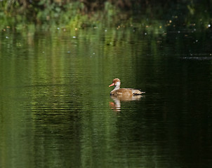 Image showing Red-crested Pochard 1