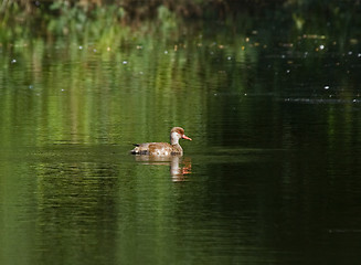 Image showing Red-crested Pochard 2