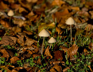 Image showing Toadstools in early morning sun