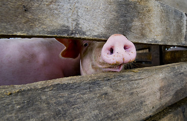 Image showing close-up of a pig snout