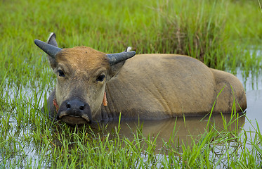 Image showing young water buffalo out in the nature