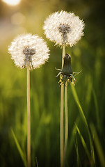 Image showing Dandelions 