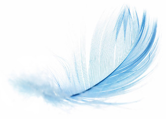 Image showing Feather