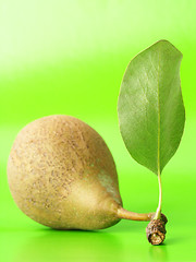 Image showing Pear