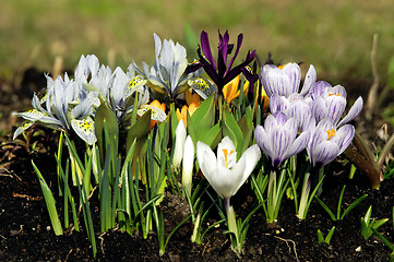 Image showing flowers