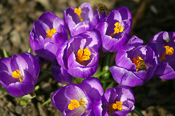 Image showing spring flowers