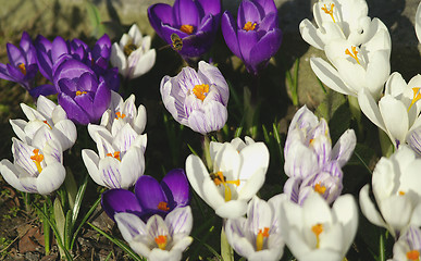 Image showing crocuses